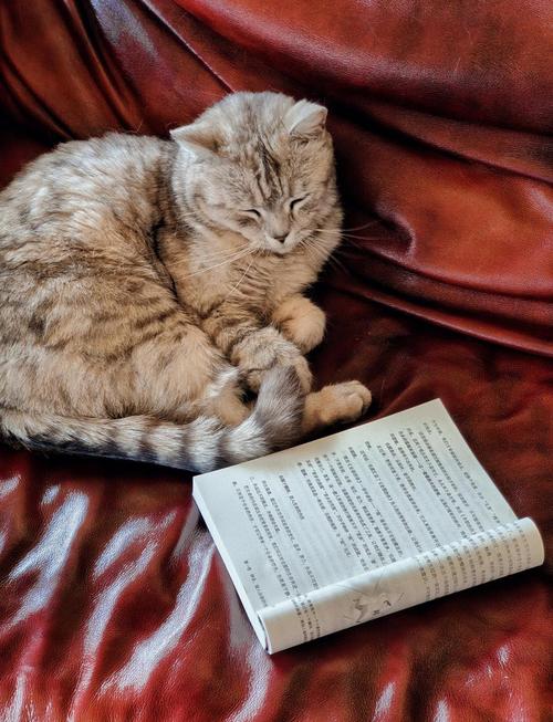 愚猫看书截图2