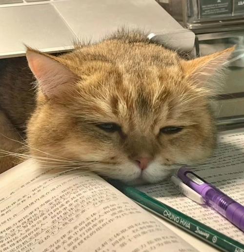愚猫看书截图3
