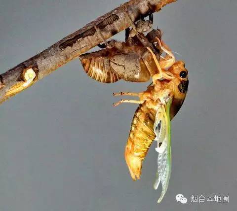 知了蜕皮全过程