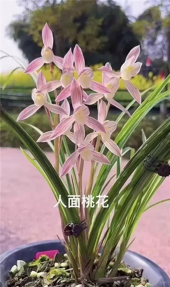 兰花种植论坛
