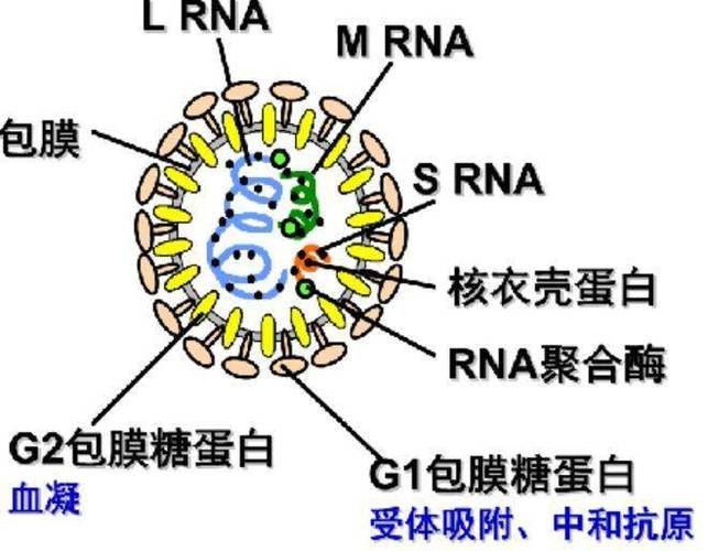 世界十大病毒排名