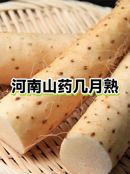 山药糖粉高吗?