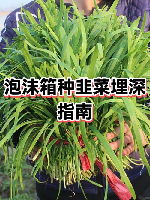 种韭菜的方法和技巧