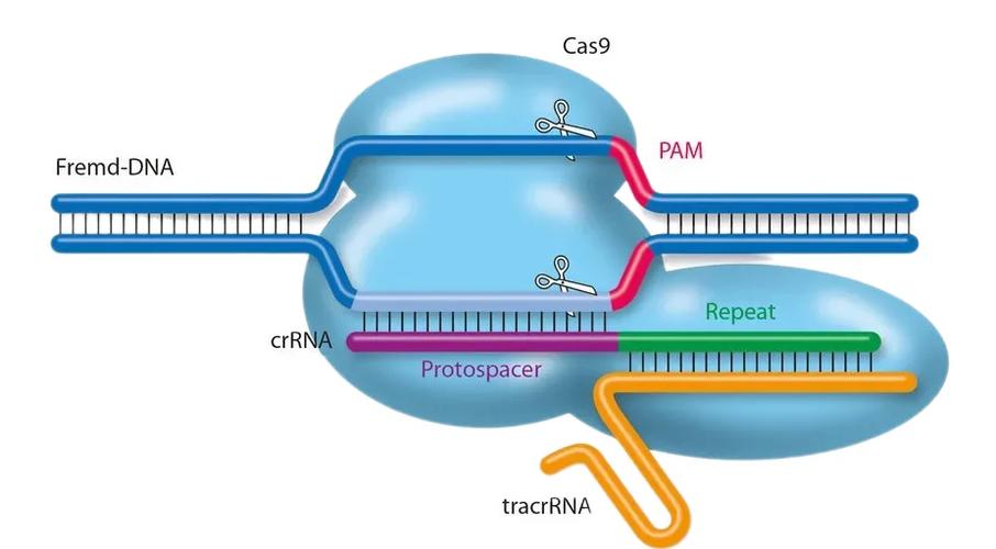 CRISPR-Cas9技术原理