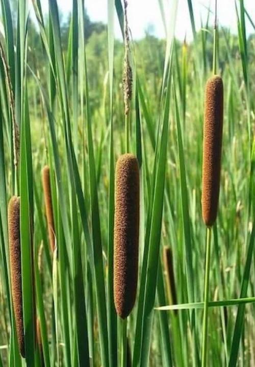 水蜡烛作用和功能主治