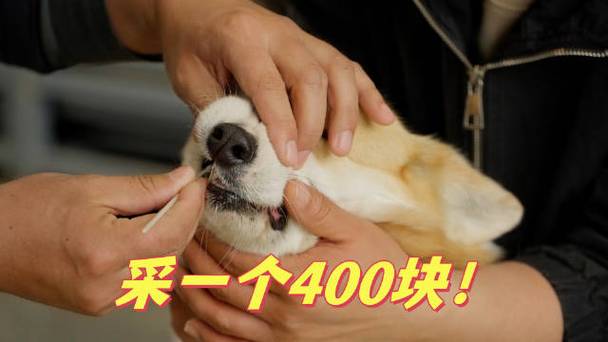 采集狗官方正版