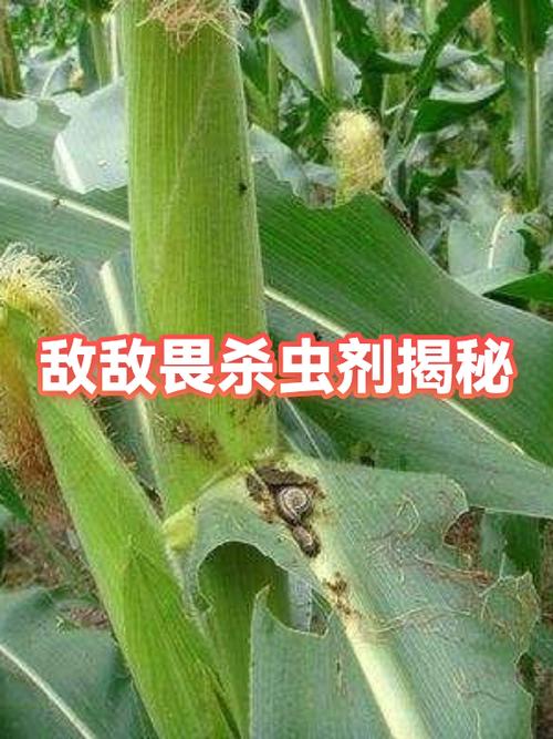 敌敌畏杀蚜虫几分钟见效
