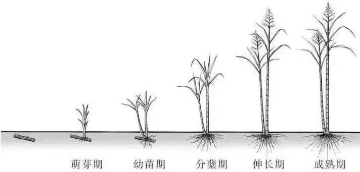 甘蔗生长周期