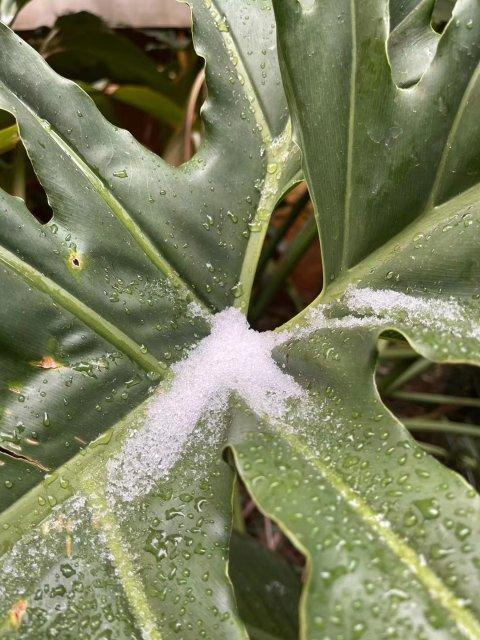 昆明下雪了