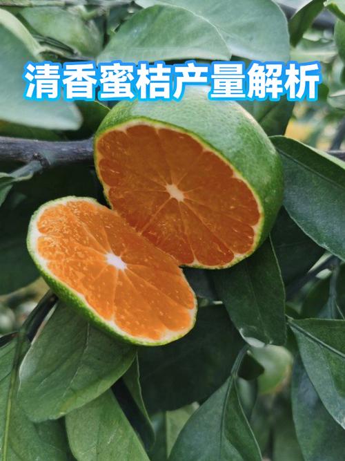 清香蜜桔为什么难保果