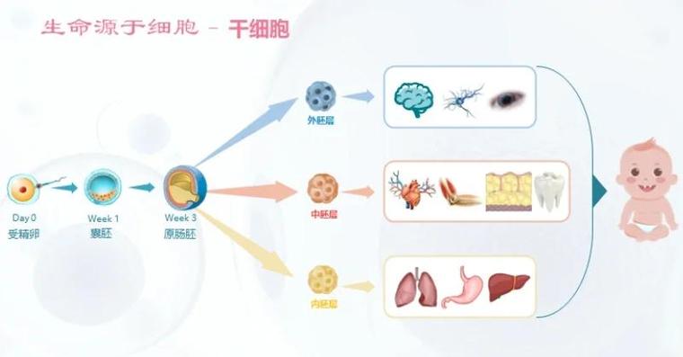 吞噬细胞来源