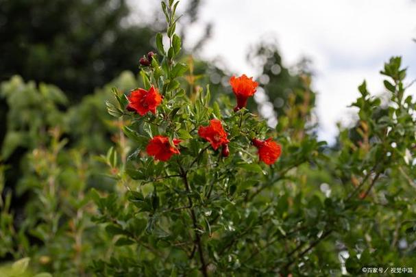 石榴花什么季节开花