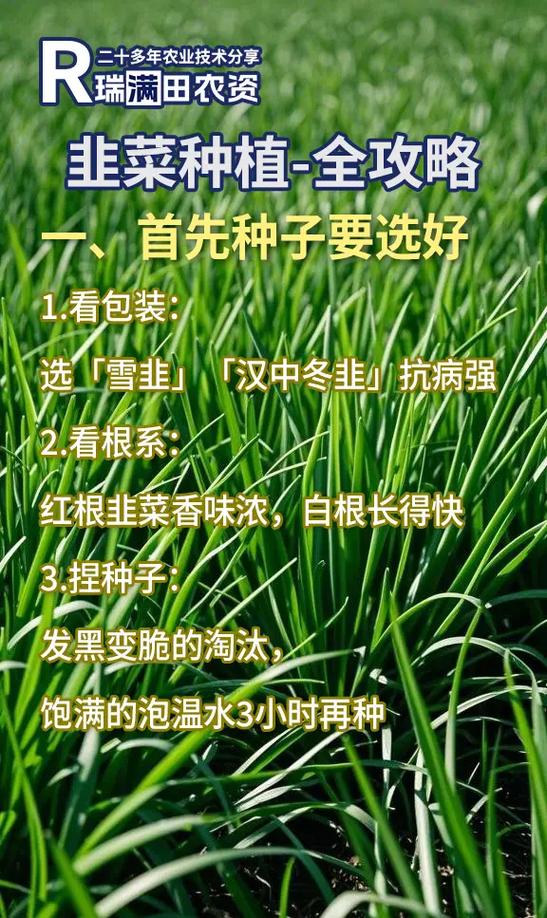 家庭种韭菜的方法