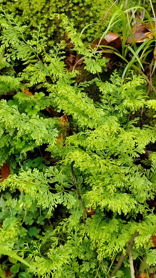 凤尾草图片大全