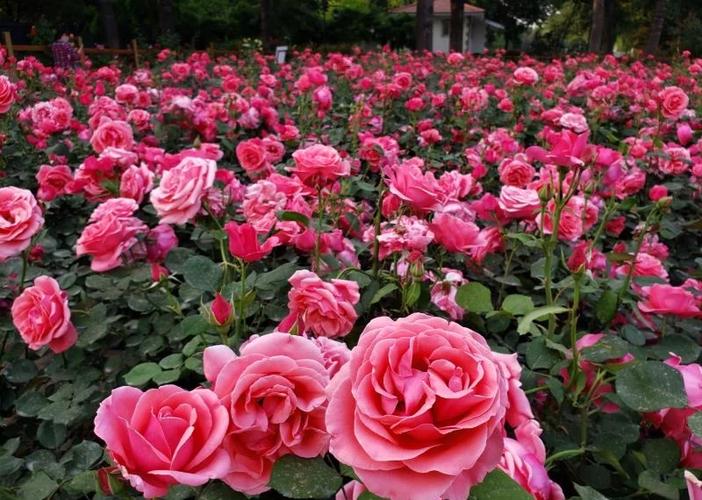月季花又叫什么花