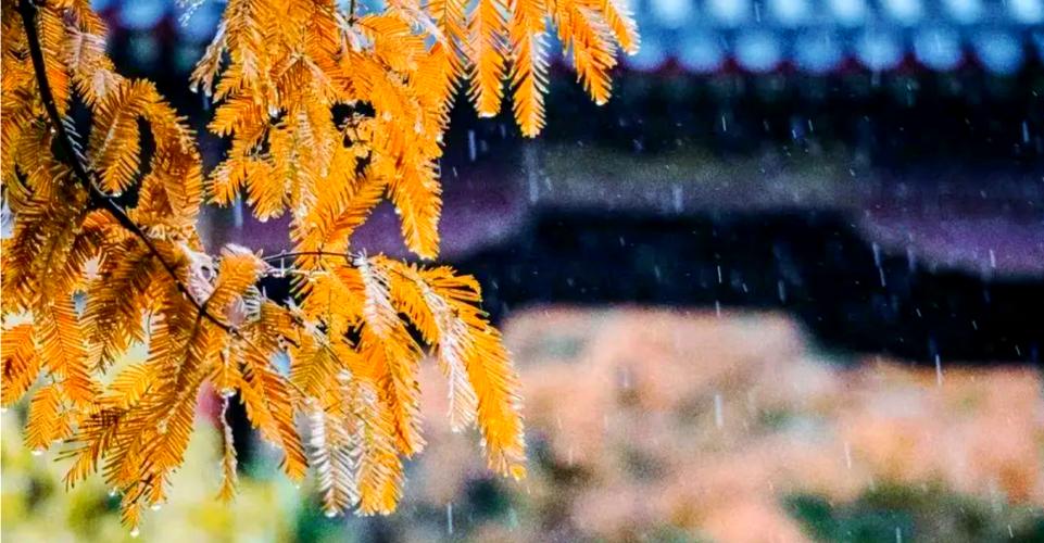 秋雨图片唯美雨天图片