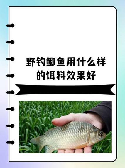 野钓鲫鱼什么饵料最好