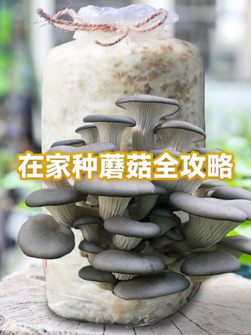 如何在家种磨菇