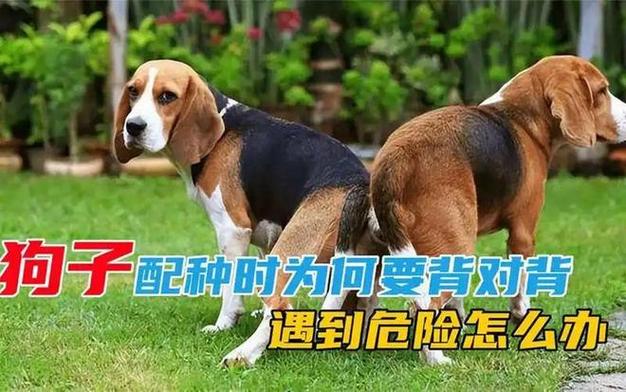 萌狗视频为什么会闪退