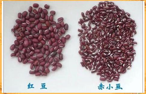 红豆赤豆的区别
