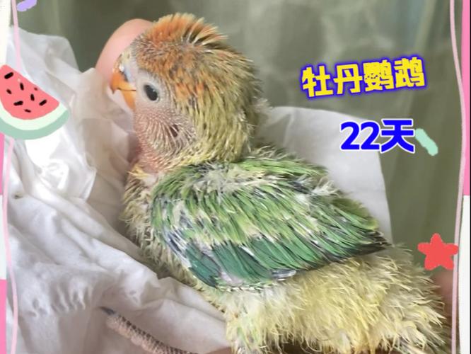 牡丹鹦鹉雏鸟长大过程