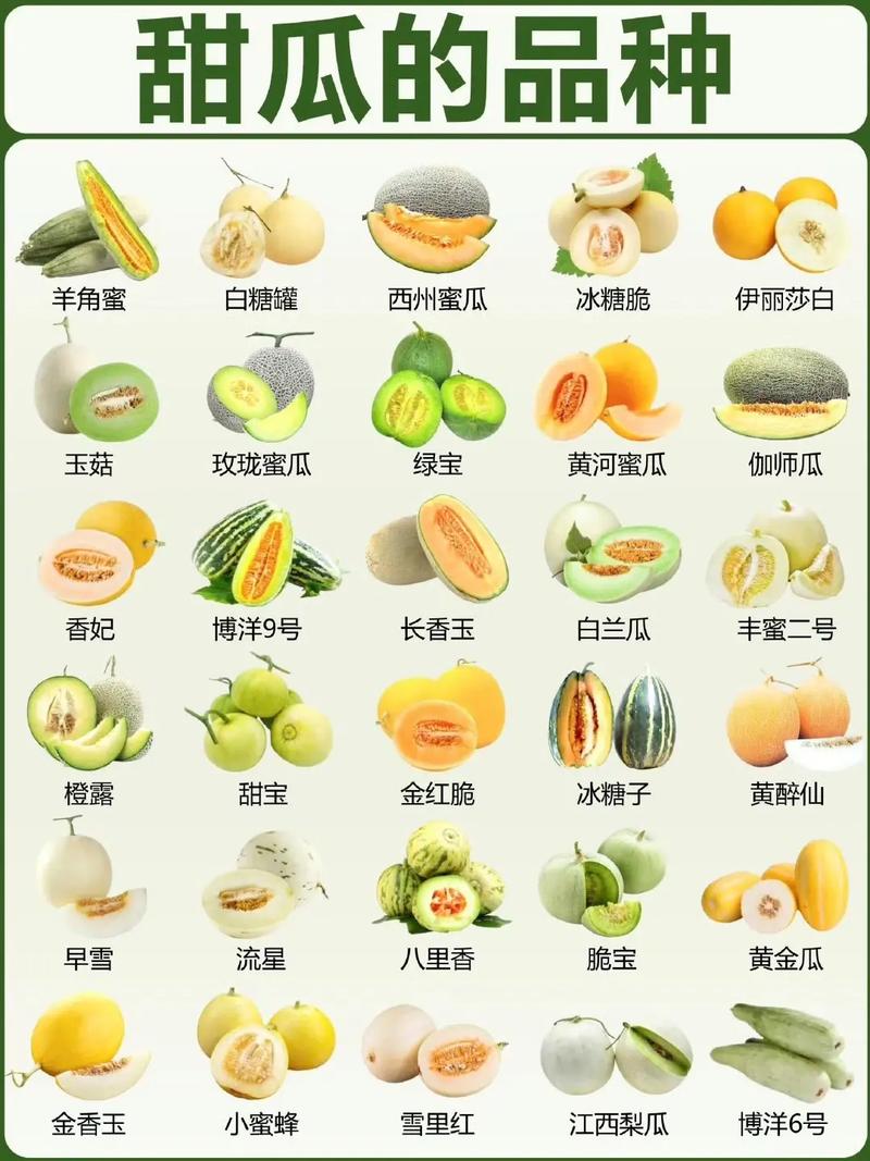 甜瓜35.6(内置功能菜单)最新版特色