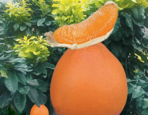 金桔蜜柚