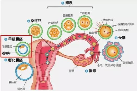 什么是标记移植