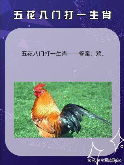 欲钱买小鸡啄米打一个生肖