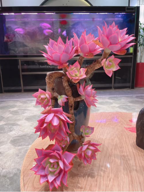 水陆缸种多肉
