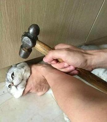 猫咪犯错打它有用吗