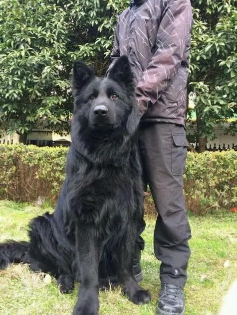 黑熊犬多少一只