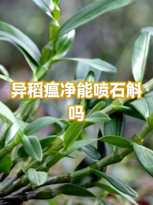 稻瘟净能防治什么病害