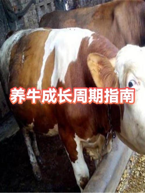 养牛发育破解版
