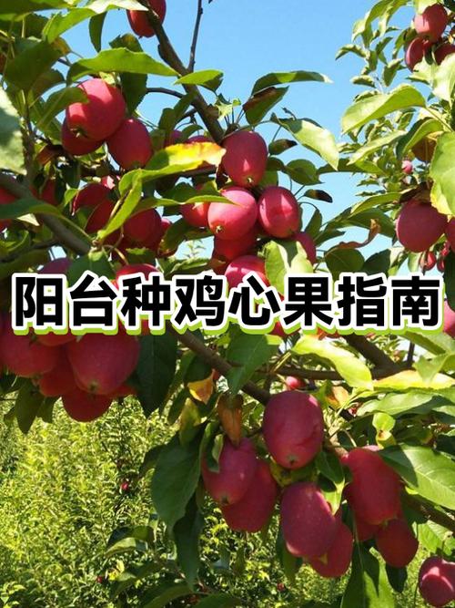 鸡心果树几年结果