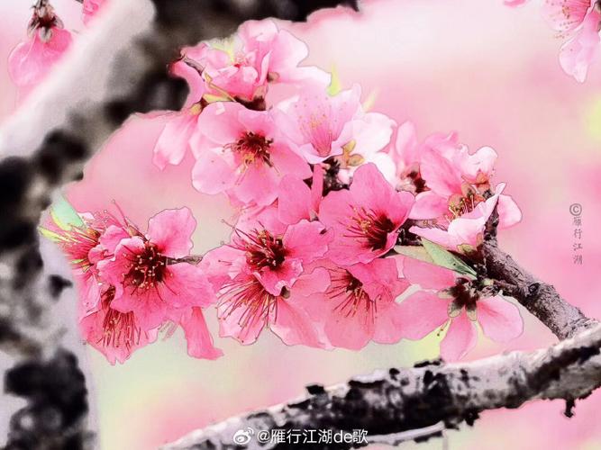 草原雪山春天的图片
