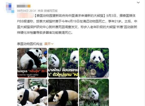 国内租熊猫多少一年啊