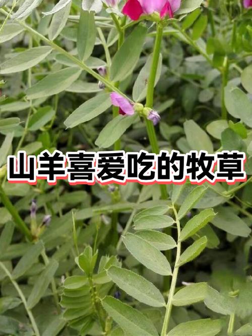 山羊喜欢吃什么草