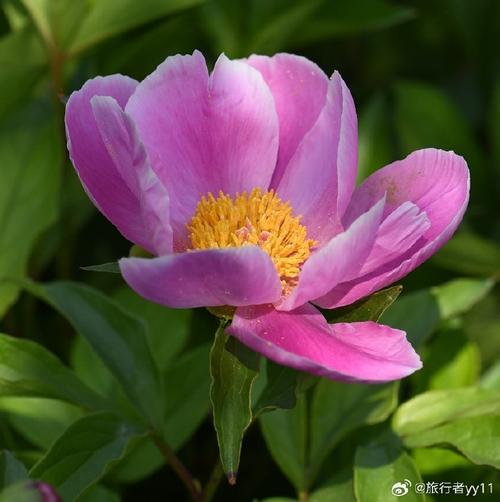 芍药和塞葡萄