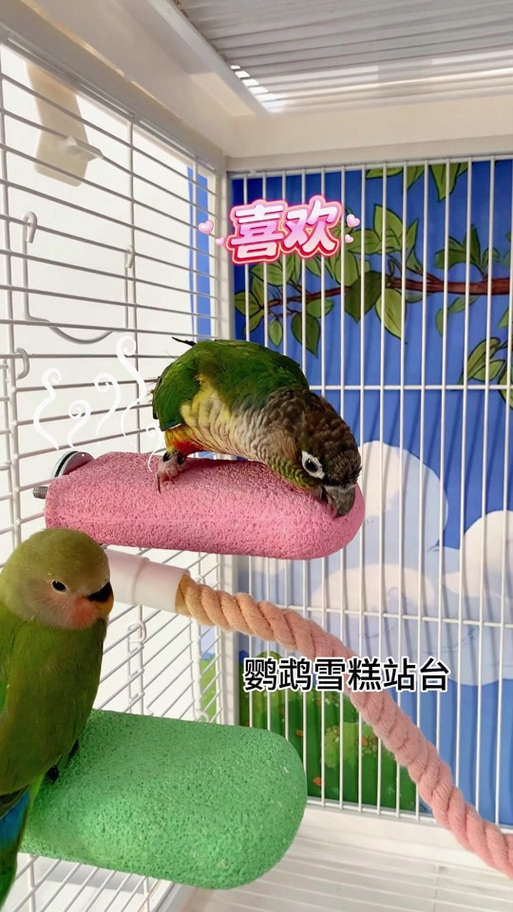 在我的世界里怎么能让鹦鹉跟着你