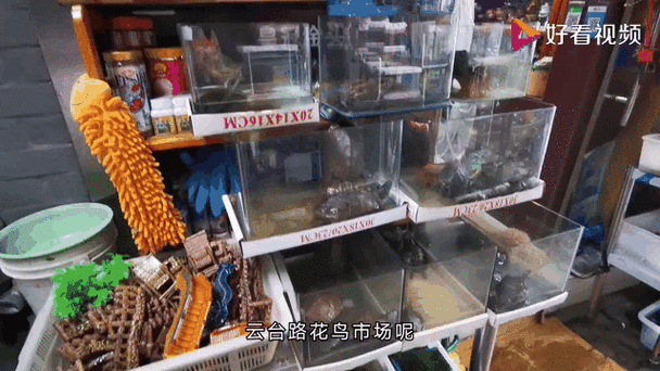 上海特色花鸟市场地址一览表(组图)