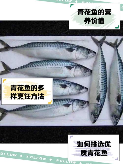 青花鱼养殖交流论坛版规有几条