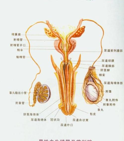 生殖科GN是什么意思