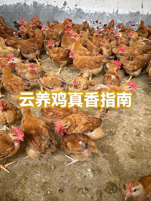 云养鸡需要下载吗