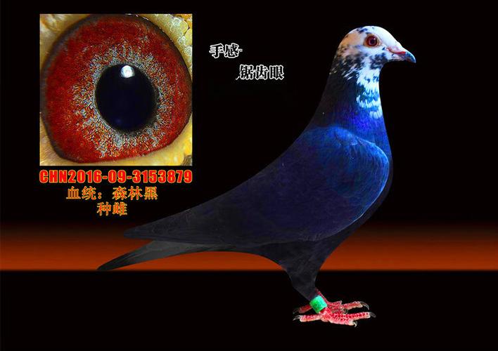 黑色桑杰士的源头鸽
