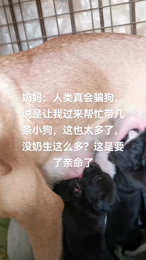 小狗多大母狗不让吃奶