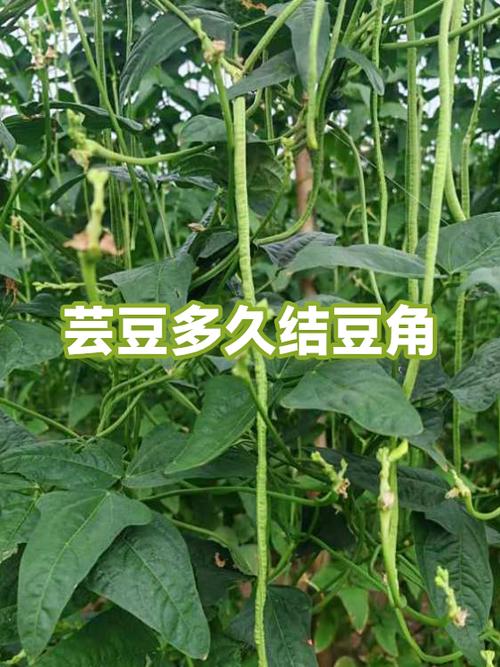 芸豆和米豆的区别
