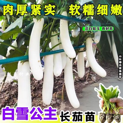 白玉菇和白雪菇有啥不同