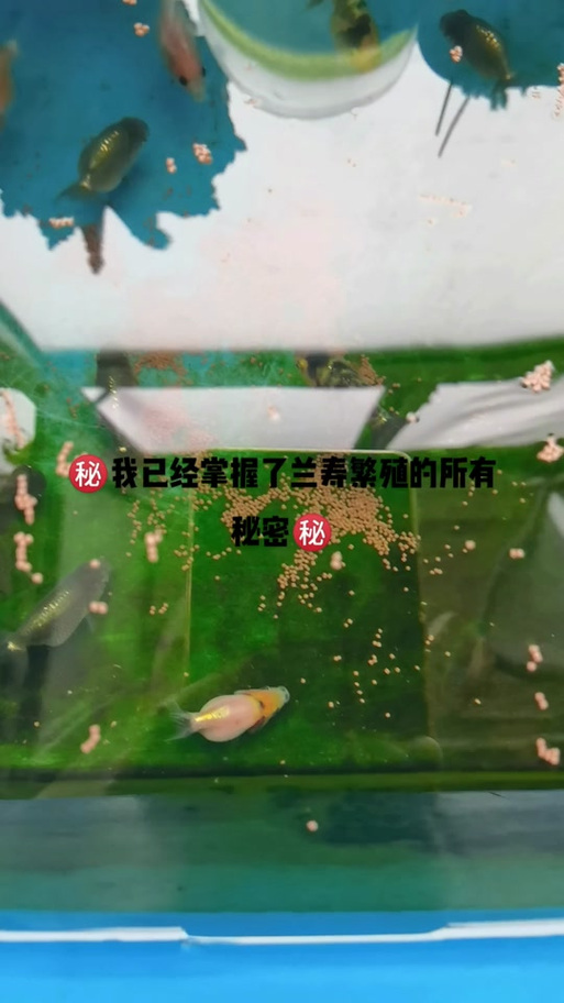 兰寿繁殖教程