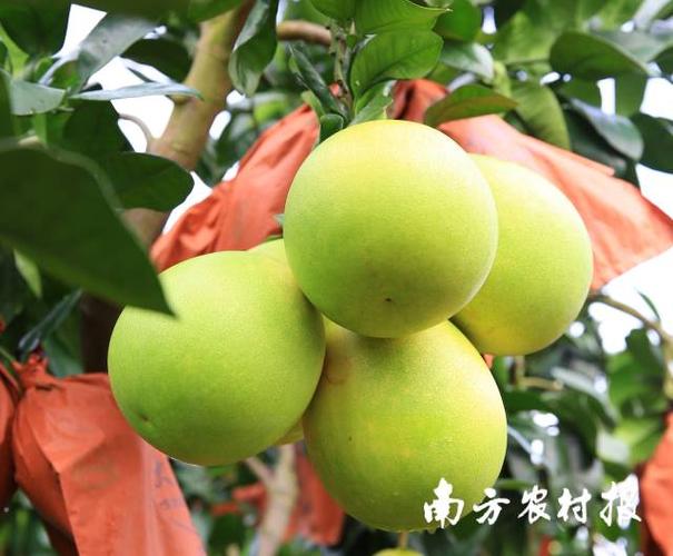 8月中旬柚子熟了么